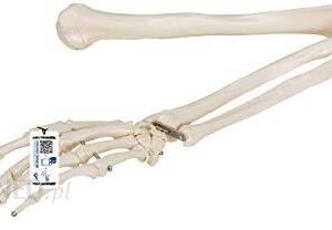 3B Scientific 3B Naukowy Model Szkieletu Ramion Darmowe Oprogramowanie Anatomiczne 3B Smart Anatomy