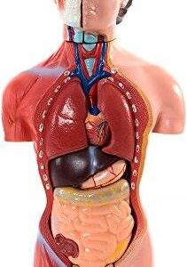66Fit Ludzki Damski Tors Model Anatomiczny 13 Części 42cm Pomoc W Nauczaniu Medycznym