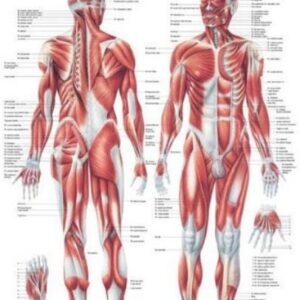 Habys Tablica Medyczna „Układ Mięśniowy” Laminowana